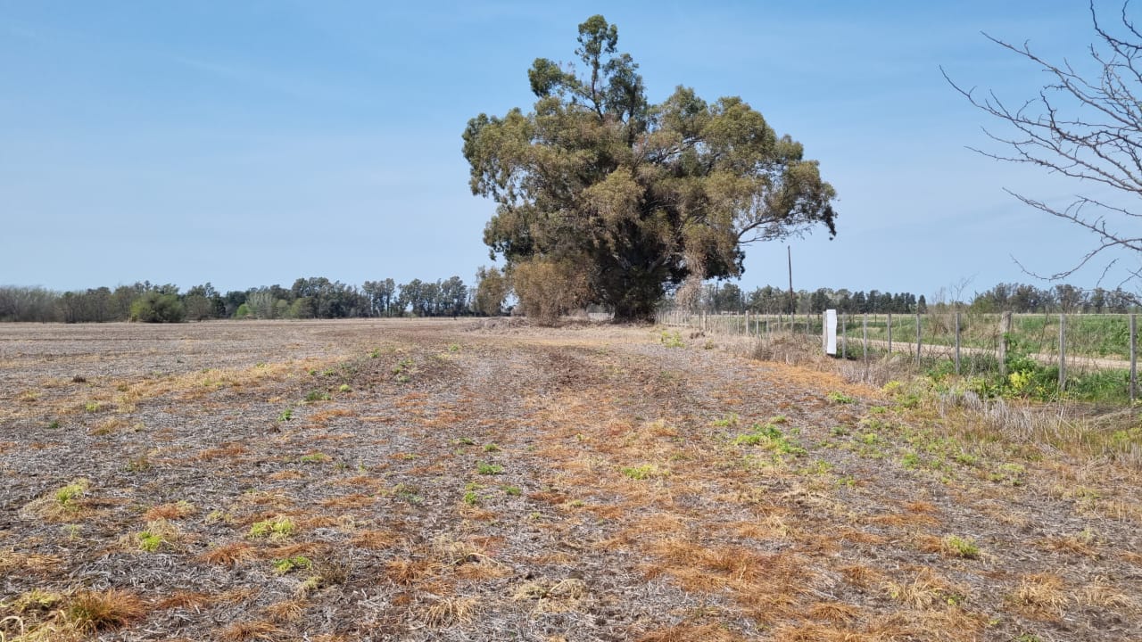 #5382042 | Venta | Campo / Chacra | Mercedes (Ricardo Cabana Propiedades)