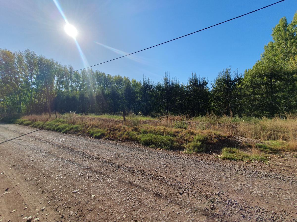 #3824380 | Venta | Campo / Chacra | Cinco Saltos (Carina Gonzalez - Servicios Inmobiliarios)