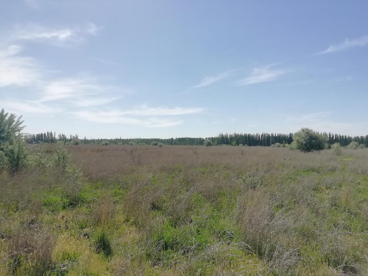 #2311818 | Venta | Campo / Chacra | Mainque (Inmobiliaria Epifanio)