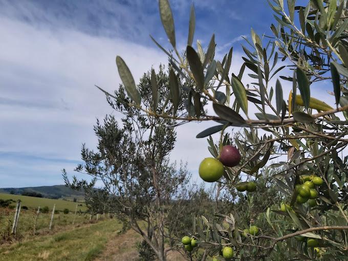 #4083586 | Venta | Campo / Chacra | Maldonado (Vizcaya )