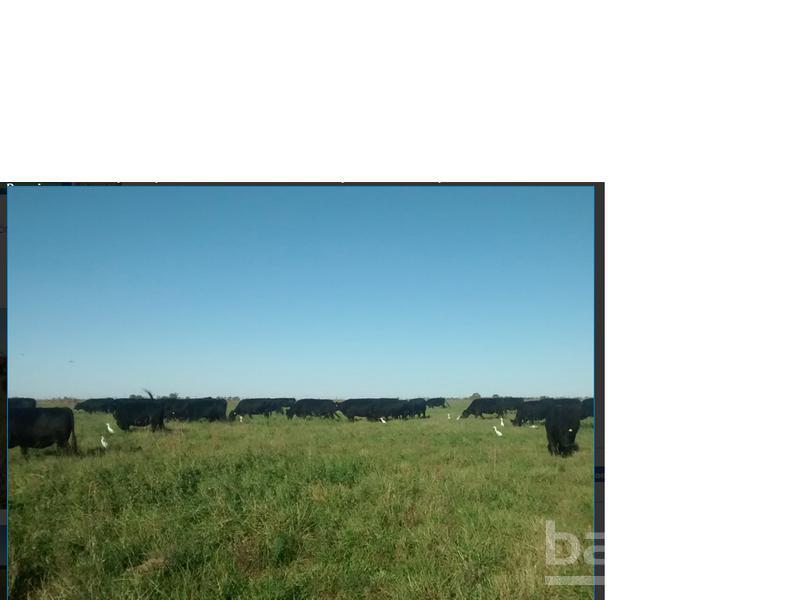 #790167 | Venta | Campo / Chacra | Perez (Banchio sa)