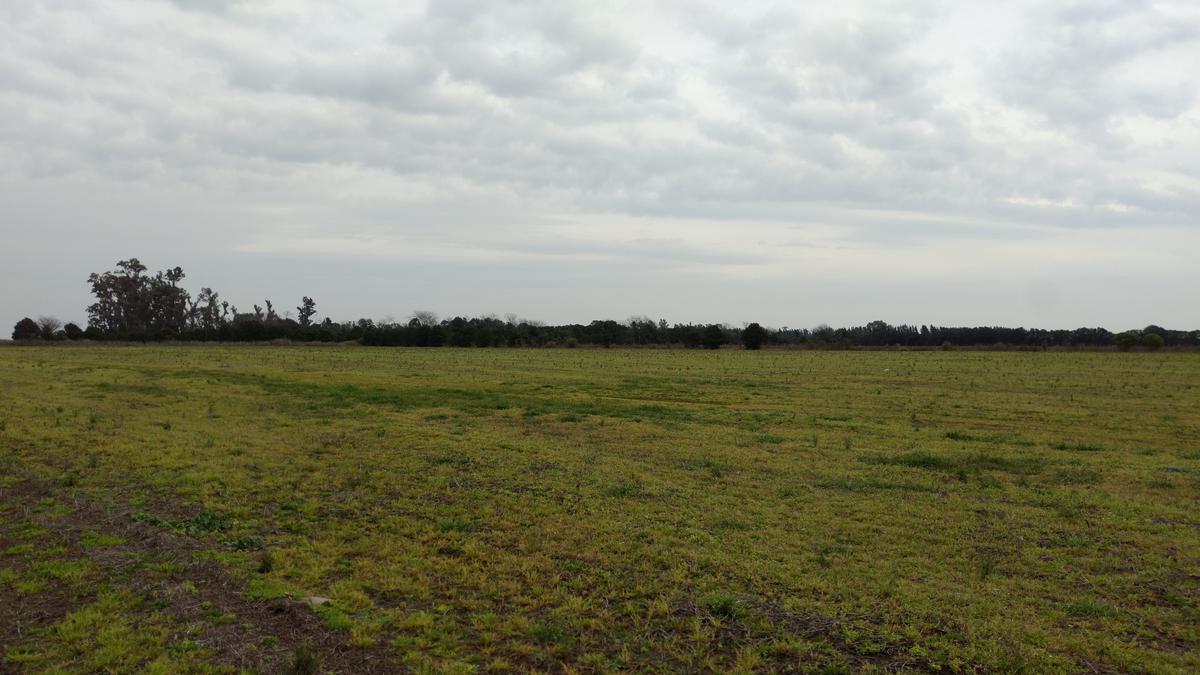 #5457947 | Venta | Campo / Chacra | Goldney (Di Martino)