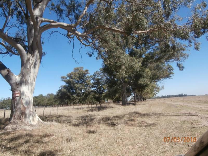 #5407342 | Venta | Campo / Chacra | San Vicente (Gabrielli Negocios Inmobiliarios)