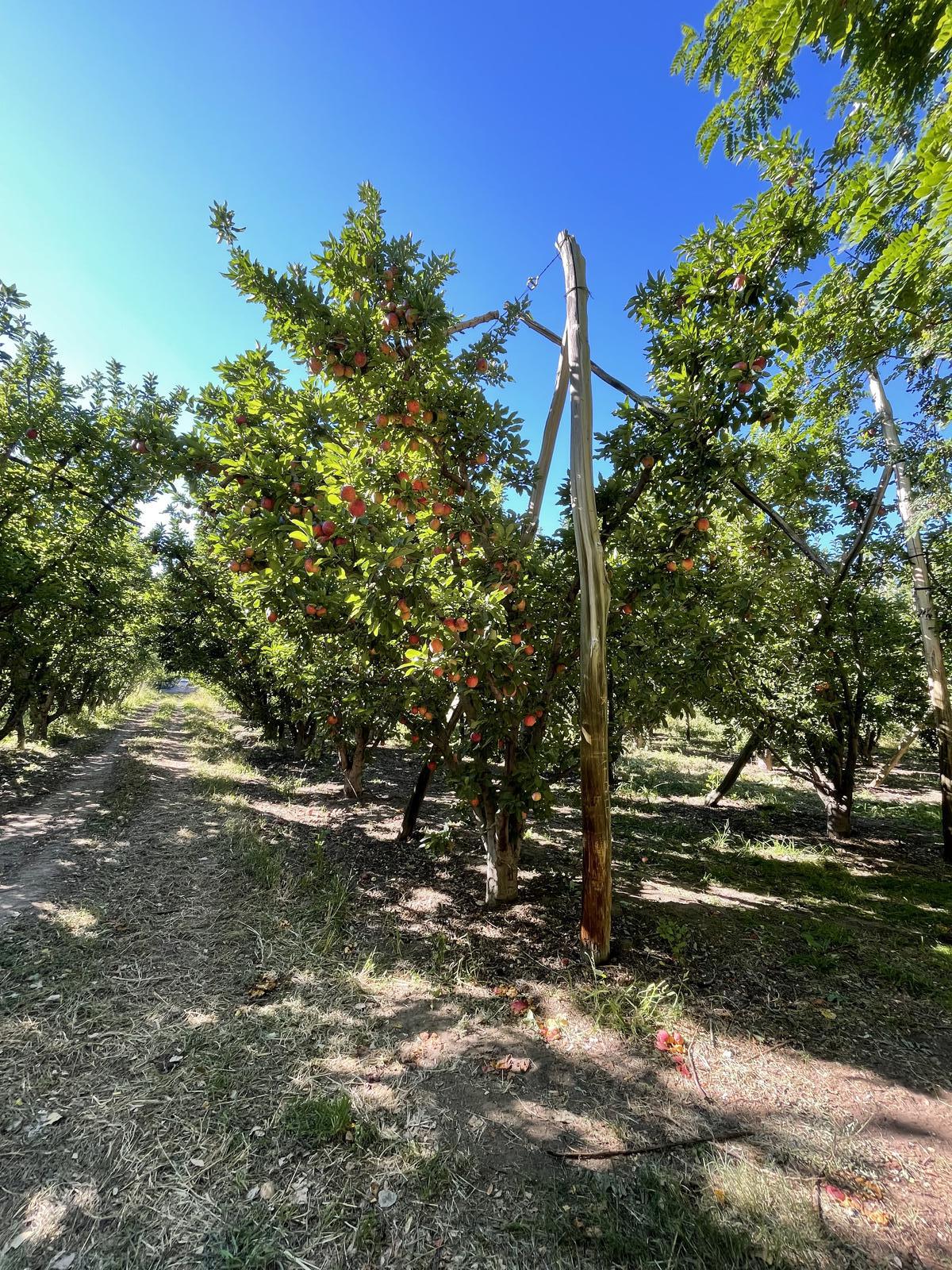 #5355164 | Alquiler | Campo / Chacra | General Roca (Inmobiliaria Epifanio)