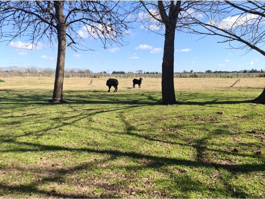 #2104829 | Venta | Campo / Chacra | Torres (Claudio Parra Propiedades)