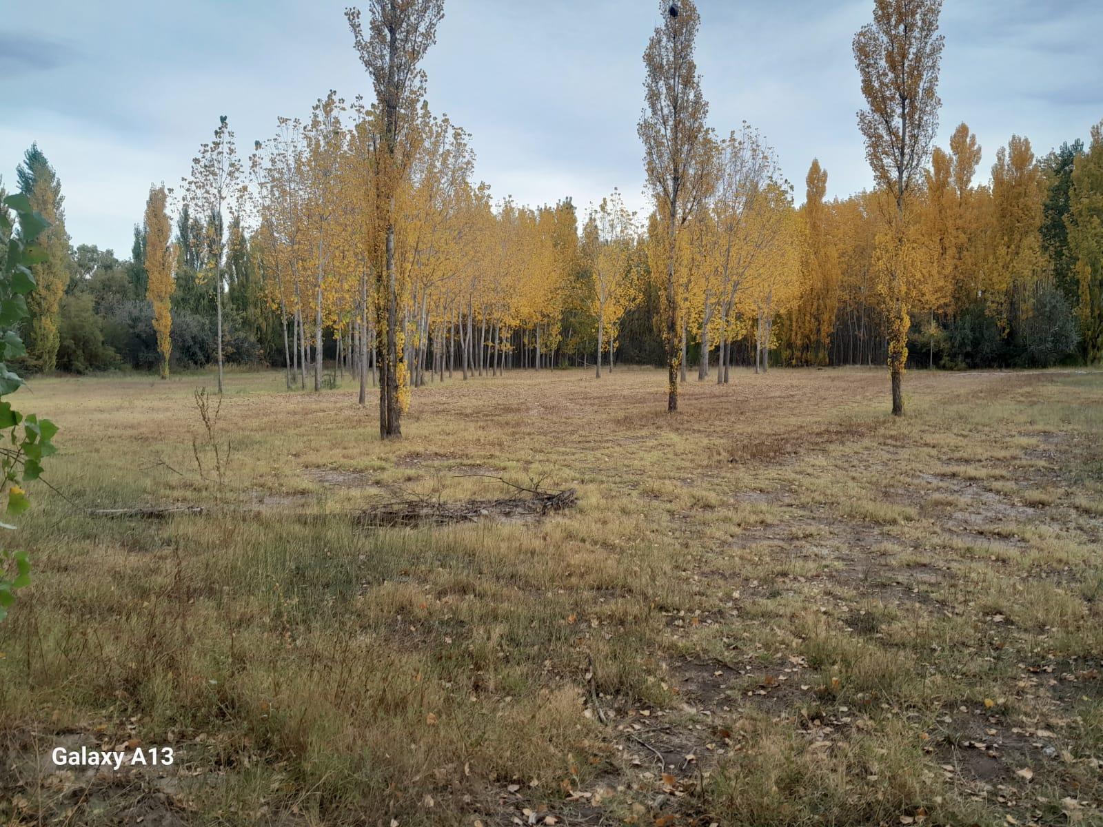 #5440939 | Venta | Campo / Chacra | Centenario (Estudio Inmobiliario Crear)