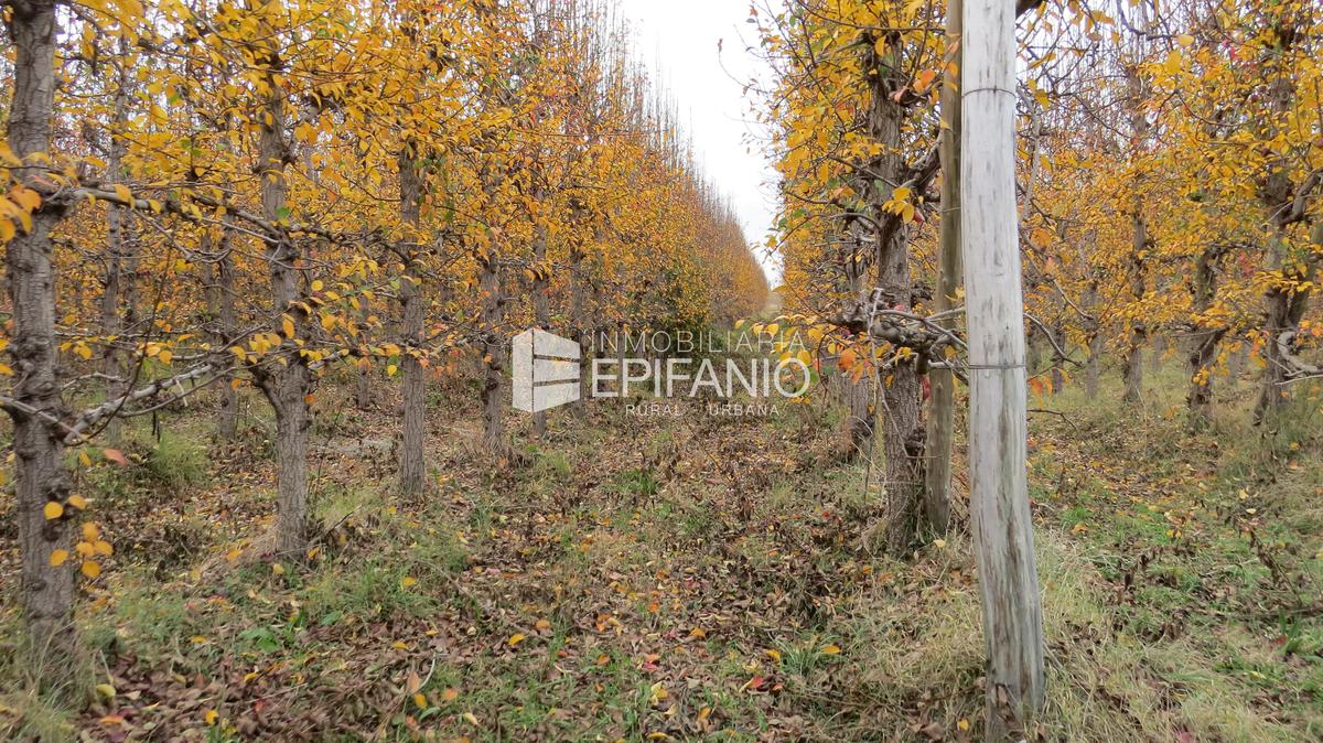 #5355133 | Venta | Campo / Chacra | Contralmirante Cordero (Inmobiliaria Epifanio)