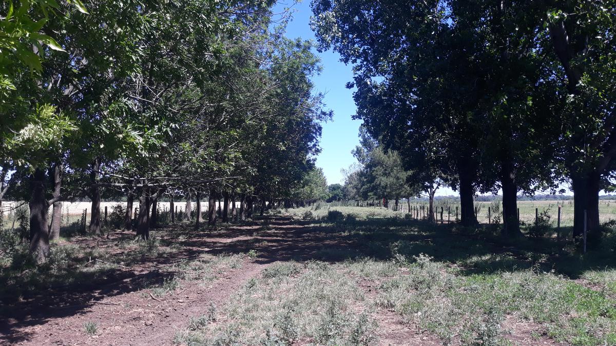 #5404307 | Sale | Farm | Las Lomadas (Reynolds Propiedades)