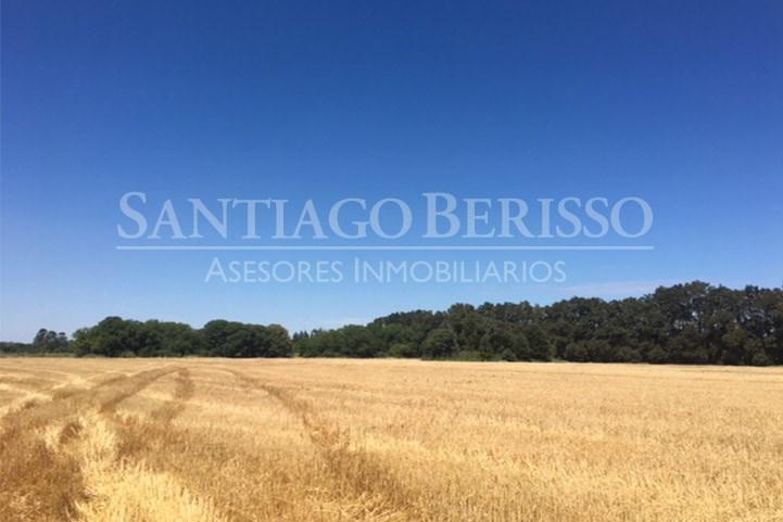 #5038657 | Venta | Campo / Chacra | Zarate (SB Asesores Inmobiliarios)