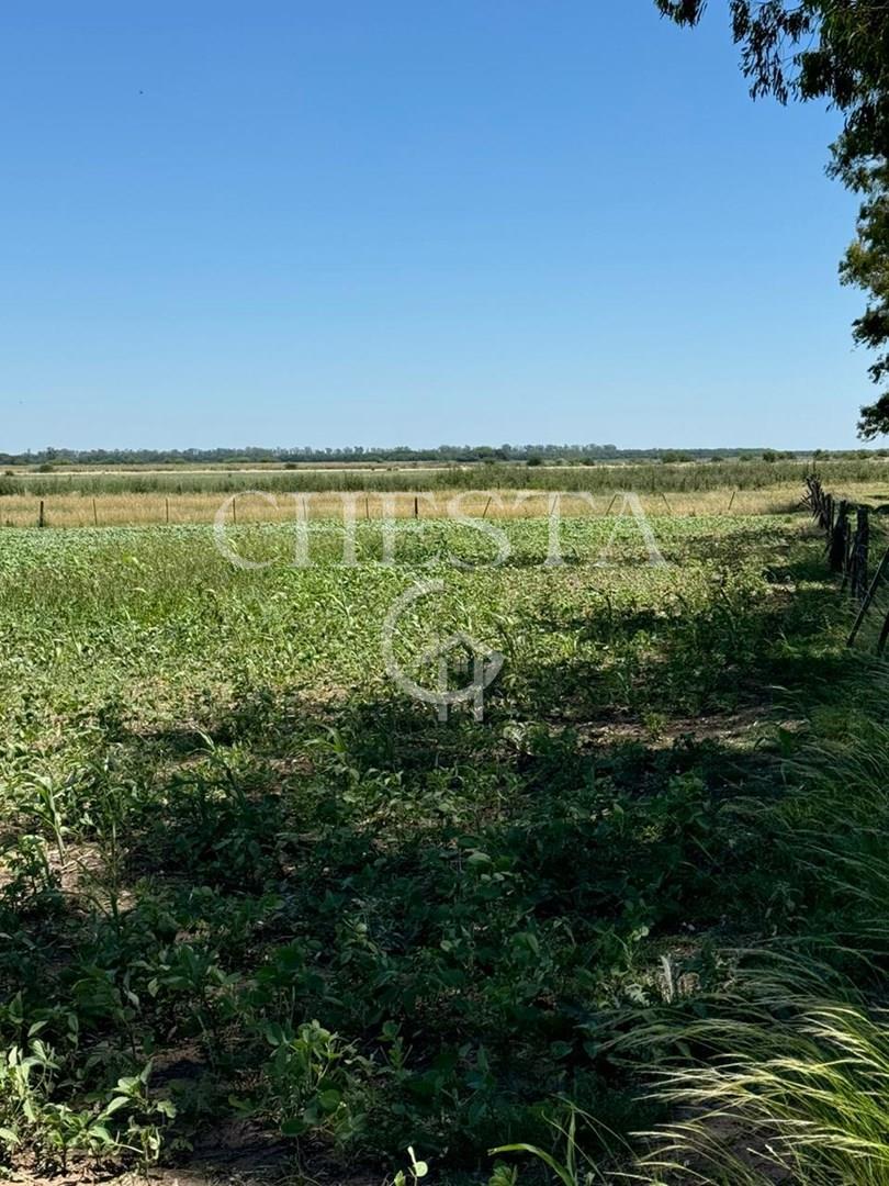 #5444629 | Venta | Lote | Carmen De Areco (Chesta Propiedades)