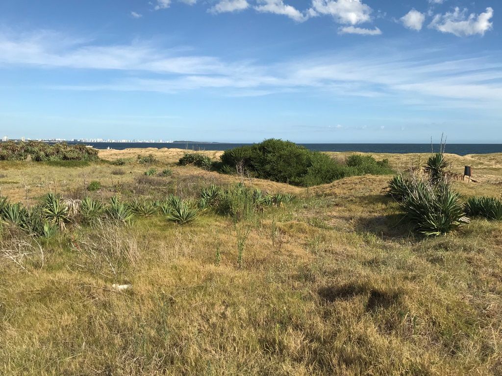 #1701842 | Sale | Lot | Punta Ballena (Punta Ballena Inmobiliaria)